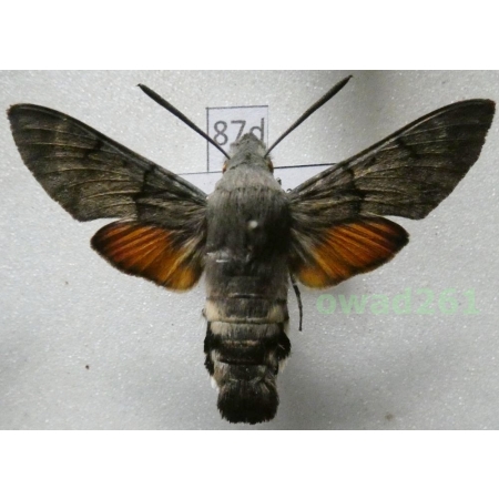 Macroglossum stellatarum (Linnaeus, 1758) ex. ovo Poland87d